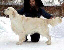 C.I.E. Grand Ch Rus Club Ch RKF Ch Ashbyglen Secret Agent
