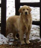 Gold-Rush My Girl