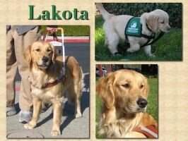 Guide Dogs' Lakota
