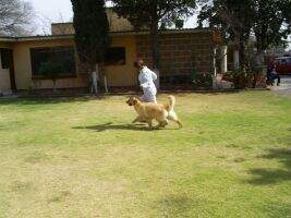 Ayax de Aure