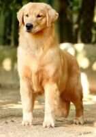 Br. Ch Baby, Puppy & Junior, Golden Sunshine Gorca's Spot