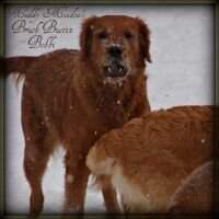 Muddy Meadows Brush Busting Bobbi