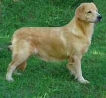 LILIBETH VON CHRISTAL DOG LILIBETH VON CHRISTAL DOG