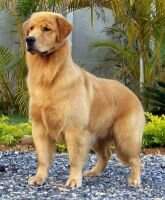 BrJrCh PanCh Golden Sunset's Kevin Lucky
