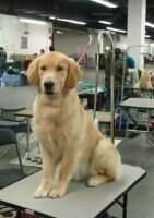 Taffy's Eight Days A Week RL1 CRN CRNT RATI
