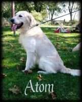 Lil Bit-O-Golden's Atom Lil Bit-O-Golden's Atom