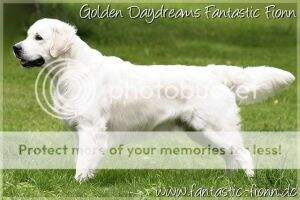 Golden Daydream's Fantastic Fionn