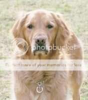 Sunshine Maize Melland