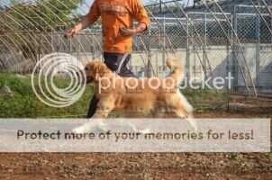 A-Playboy Of Angel Kennel