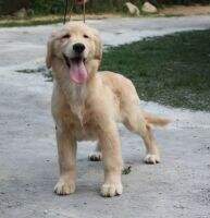 C Andy of Lan Tian Number One Kennel