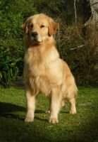 PuppyCh. Golden Freedom XI Sweet Like Honney