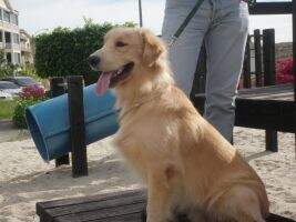 Brad Pit Golden Star JDG