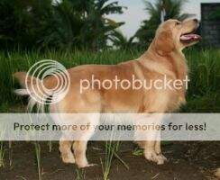 Merapi Kennel Benjamin