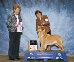 UKC CH Edgewater's Flying Under the Radar