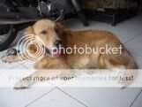 Astro von Merapi Kennel