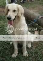 Merapi Kennel Beckham