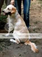 Merapi Kennel Blaire