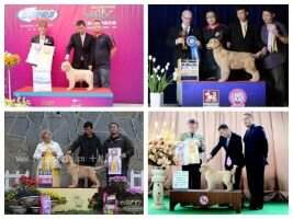 BPIS BBIS Clinda of Lao Hu Le Yuan Kennel