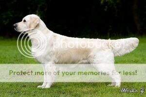 SE U(U)CH Dewmist Daisychain SE U(U)CH Dewmist Daisychain