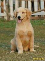 Edalo of Legend Kennel