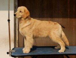 Edaimon of Legend Kennel