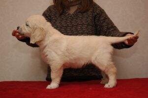 Shapely and Irresistible Nobless D'or