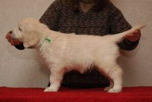 Shaggy Bear-Cub Nobless D'or
