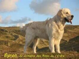 BYRON du Domaine des Rives de l'Erdre