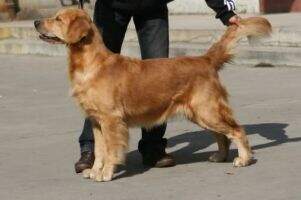 Abby of Zhi Ai Kennel