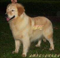 Hella of Chu Ji Kennel