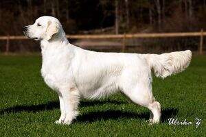 CH.SE,BG,CL,CO,CR,CY,MY,MD,PK,PH,SRB,LK,TR,TW,UKR Dewmist Glitterato
