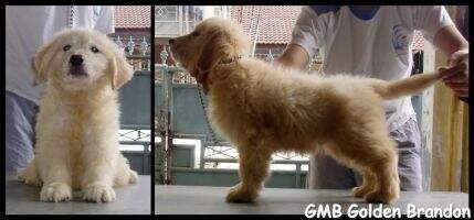 GMB Golden Brandon