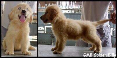GMB Golden Billy