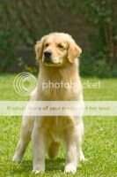 Magu's Golden Alegria