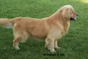 Hunnington's Brinkley