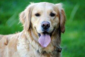 Ruby's Golden Honey