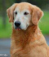 DISHERTA OF JONG KENNEL