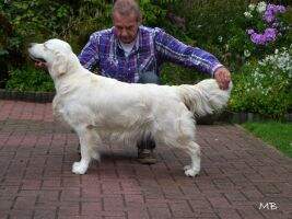 Ch. & Jun.Ch. Sanguinisch Arianrhod Ch. & Jun.Ch. Sanguinisch Arianrhod
