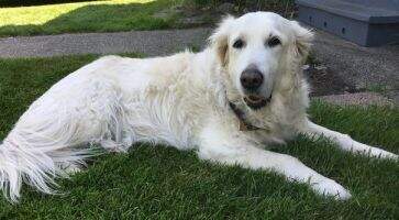 White As Snow Roxy White As Snow Roxy