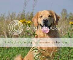 U-CH Winterset's Indian Harvest UDX2 OM1 VER CCA