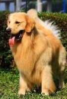 D Count of Jin Se Kennel