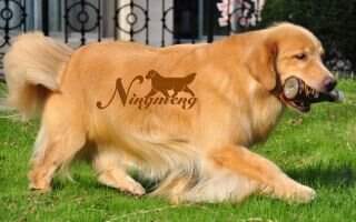 Orle of Golden Crown Kennel