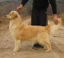 arle of Golden Crown Kennel
