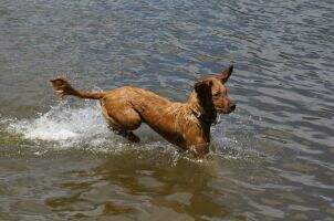 Riverduck's Crazy Peanut