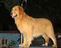 Alvin Of Yi Jiu Fang Kennel