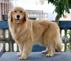 Adonia Of Yi Jiu Fang Kennel