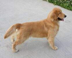 Aland Of Yi Jiu Fang Kennel