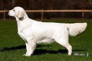SE U(U)CH, JWW-10 Dewmist Glitterinda