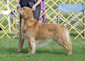 Arete's Golden Thunder BN RA CAA CCA