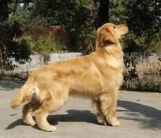 aggie of jin se gong zhu kennel